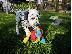 PoulaTo: Dalmatian puppy